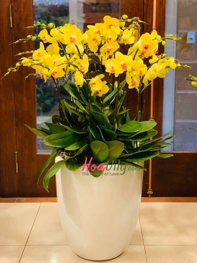 Chậu lan hồ điệp vàng - Rực rỡ đón xuân