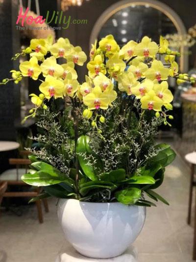 Chậu lan hồ điệp vàng rực rỡ
