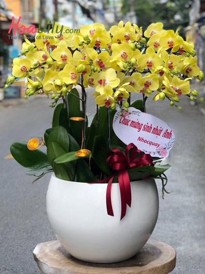 Chậu lan hồ điệp vàng - Rước lộc