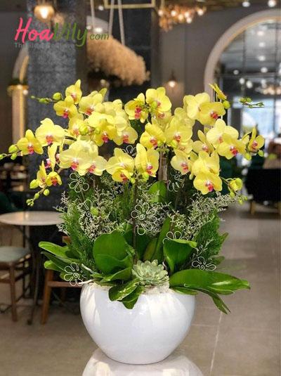 Chậu lan hồ điệp vàng - Sự giàu sang