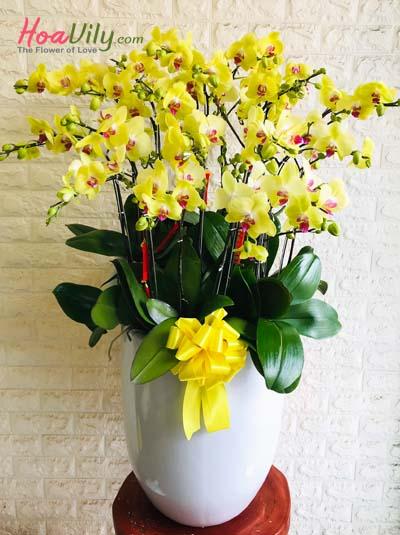 Chậu lan hồ điệp vàng - Tài lộc