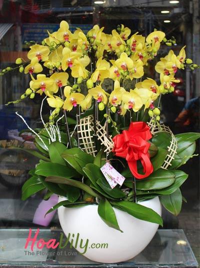 Chậu lan hồ điệp vàng tặng Sếp