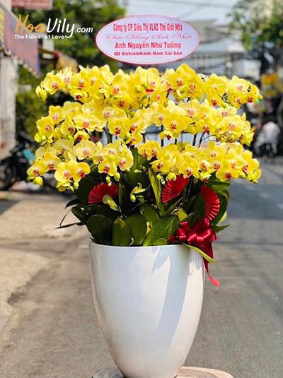 Chậu lan hồ điệp vàng - Tiền tài tiến tới