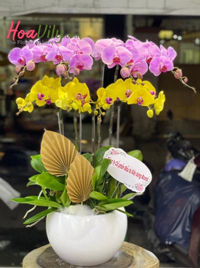 Chậu lan hồ điệp vàng tím kết hợp - Ngày hạnh phúc