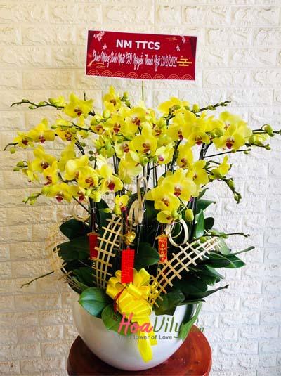 Chậu lan hồ điệp vàng - Vạn sự tốt đẹp