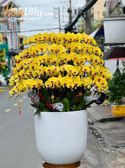 Chậu lan hồ điệp vàng - Xuân hạnh phúc