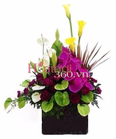 Chiều Tím_Hoa Tươi 360