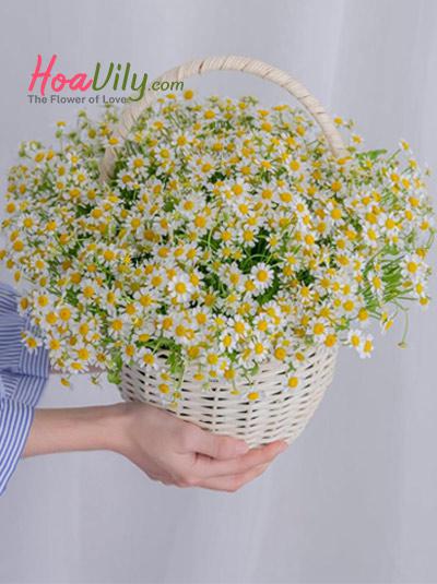Giỏ hoa cúc tana - Rạng đông