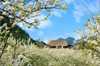 Hoa ban trắng – loài hoa mang cái “hồn” rừng núi Tây Bắc