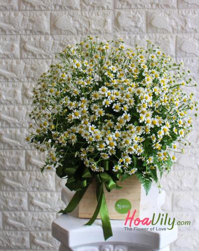 Hoa cúc tana - Gửi tình yêu