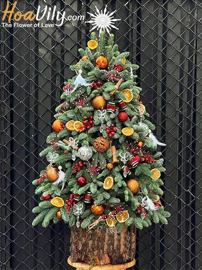 Hoa giáng sinh - Niềm vui Noel