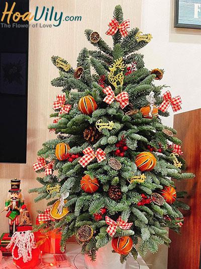 Hoa giáng sinh - Noel an lành