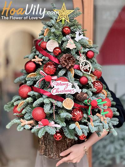 Hoa giáng sinh - Noel có nhau