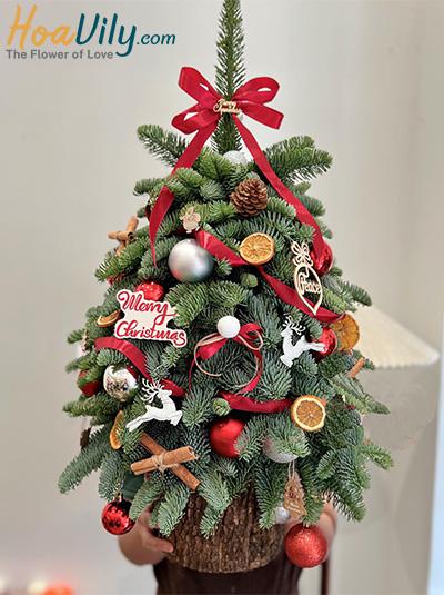 Hoa giáng sinh - Thiên thần Christmas