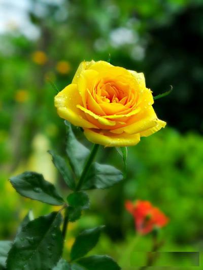 Hoa hồng màu vàng - TOP những giống hoa hồng vàng nổi tiếng nhất