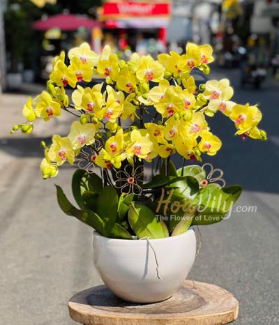 Hoa lan hồ điệp dâng Phật, cúng Chùa trang nghiêm đầy ý nghĩa