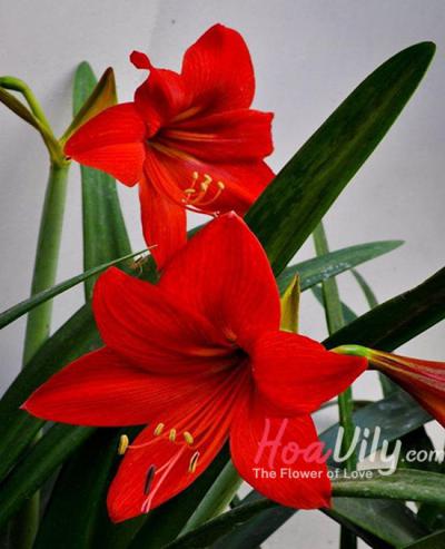 HOA LOA KÈN ĐỎ - VẺ ĐẸP THÁNG 4 ĐẦY KIÊU SA