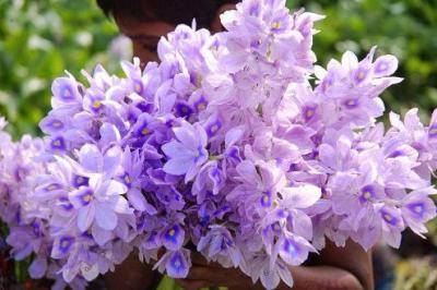 Hoa lục bình - Nét đẹp thân thương, bình dị vùng sông nước