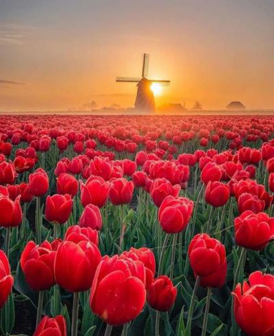 Hoa Tulip đỏ - Tình yêu mãnh liệt và nồng cháy