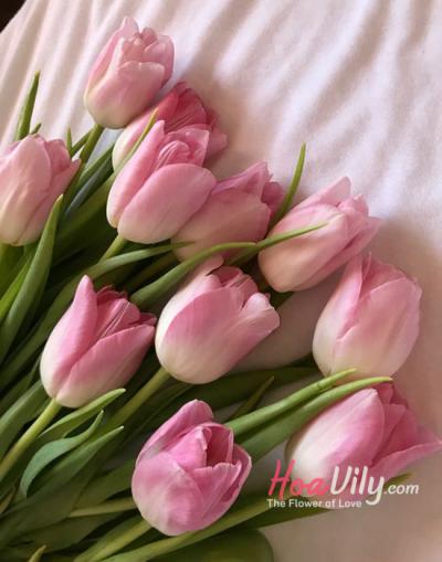 HOA TULIP HỒNG - BIỂU TƯỢNG HẠNH PHÚC HOÀN HẢO