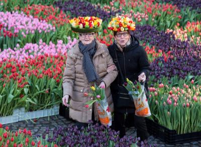 Hoa tulip và câu chuyện đằng sau loài hoa này
