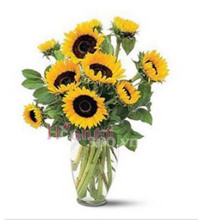 hoa đinh kì hướng dương xinh hoa đinh kì hướng dương xinh
