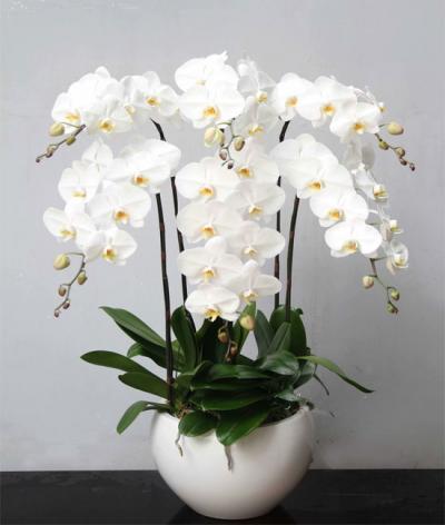 Shop tươi Vũng Tàu giao hoa tận nơi nhanh chóng
