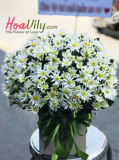 Hộp hoa cúc họa mi - Tình hoang dại