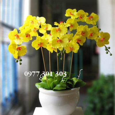 Chậu lan hồ điệp - Ánh mai ấm áp