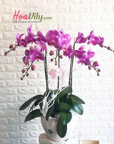 Lan hồ điệp hồng chậu 5 cành