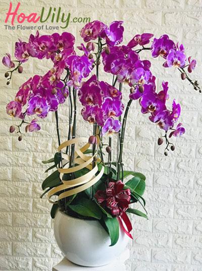 Lan hồ điệp tím đột biến - Hoàng gia quý phái