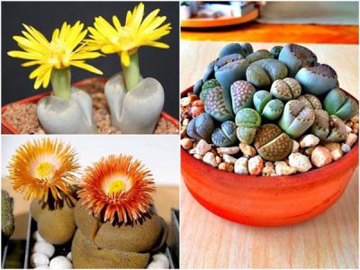 LIST các loại sen đá có thể ra hoa - Tín đồ sen đá không thể bỏ lỡ