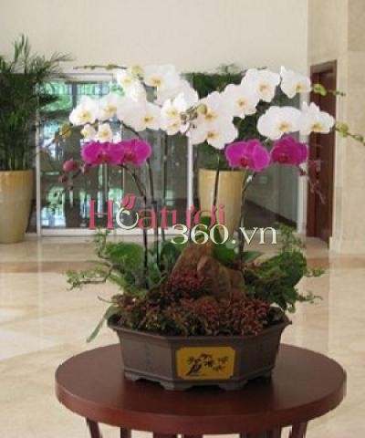 Phát Tài Phát Lộc II_Hoa Tươi 360