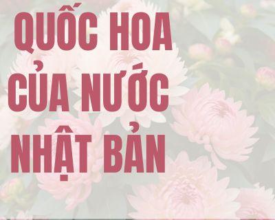 Quốc Hoa của Nhật Bản là hoa nào?