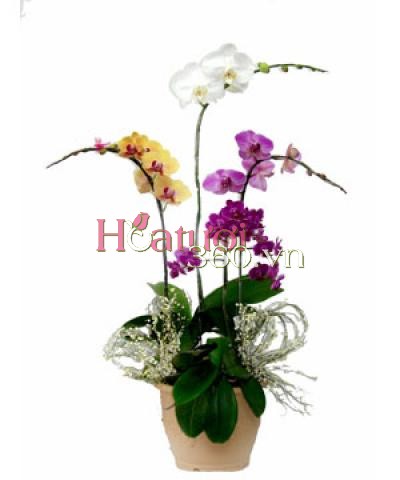 Sắc Xuân Hội Tụ (Đặt trước 24h)_Hoa Tươi 360