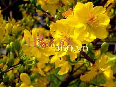 Sự tích thú vị về Hoa Mai Vàng