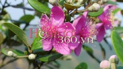 Tản mạn loài hoa Sim tím