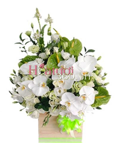 Thanh tao_Hoa Tươi 360