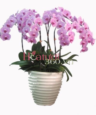 Xuân An khang II_Hoa Tươi 360