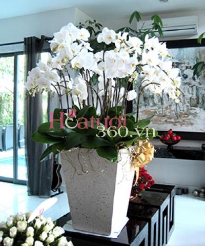 Xuân Sum Vầy_Hoa Tươi 360