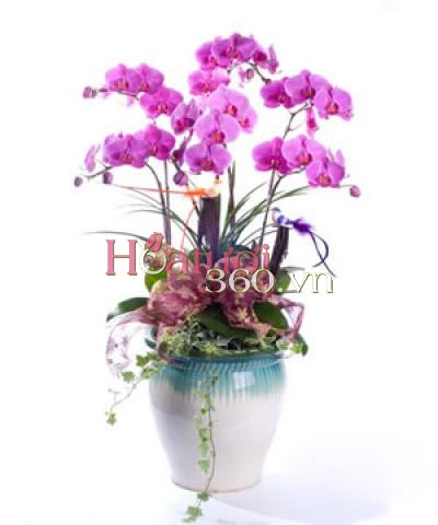 Xuân Thịnh Vượng_Hoa Tươi 360