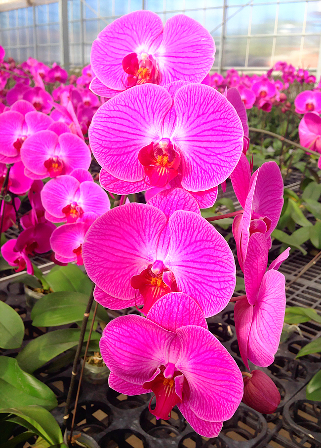 Hoa lan hồ điệp tím đẹp nhất