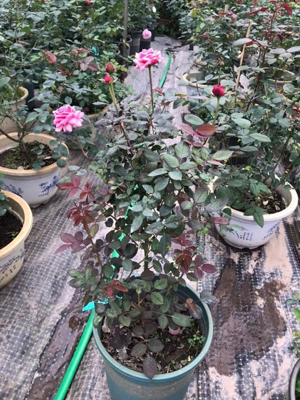 Bón phân từ 7-10 ngày một lần, với lượng phân vừa đủ