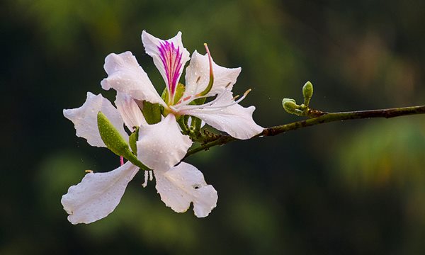 tác dụng hoa ban trắng