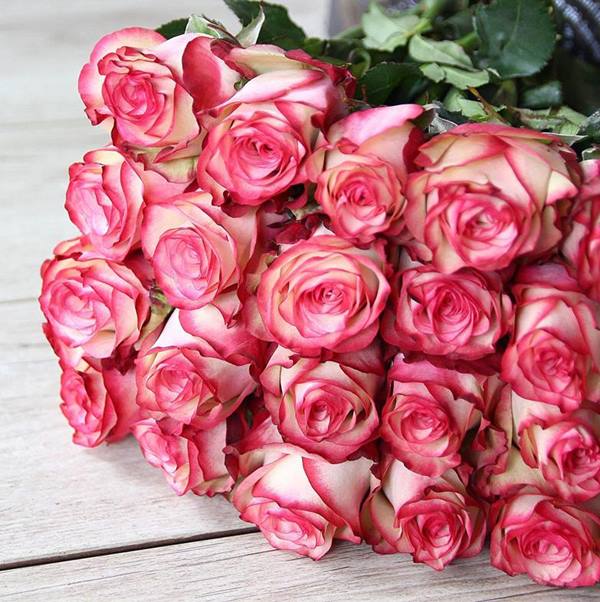Hoa hồng Ecuador Rose Paloma
