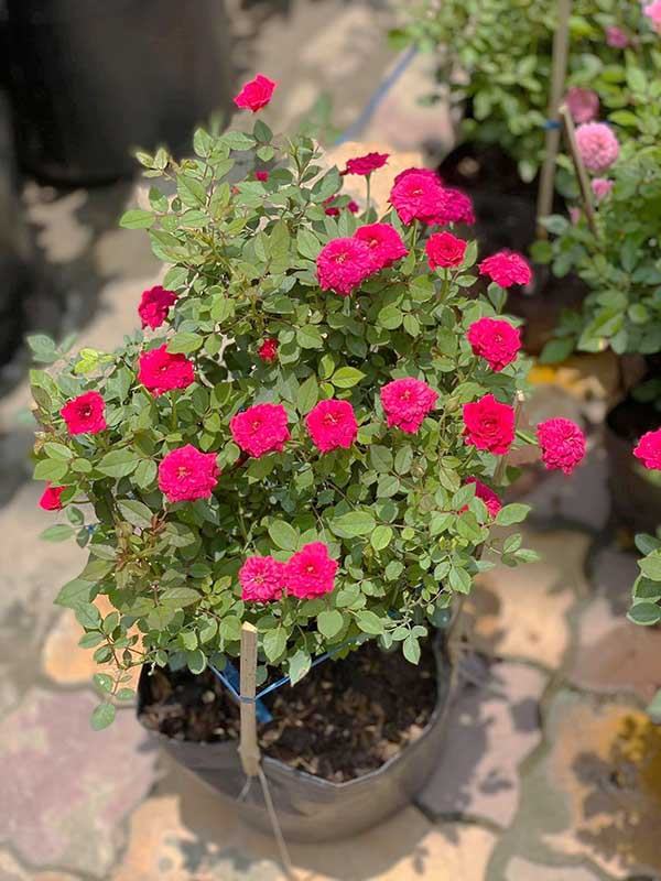 Kỹ thuật trồng và chăm sóc hoa hồng tỉ muội