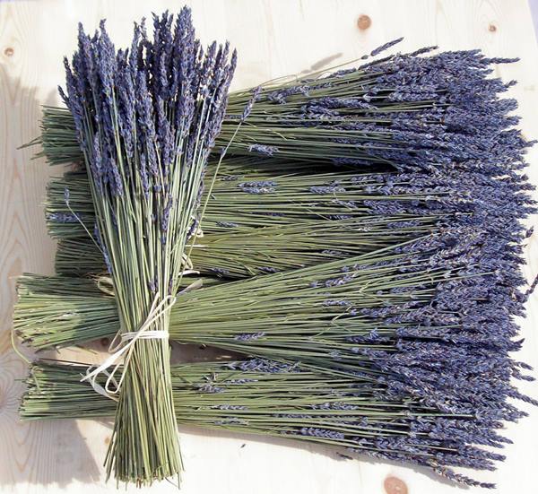 Hoa Lavender khô mang hương thơm tuyệt vời
