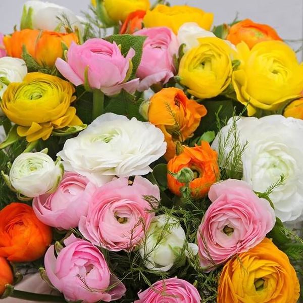 Hoa Mao Lương với vẻ ngoài tròn trịa đáng yêu