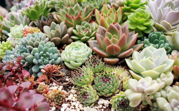 Sen đá còn mang ý nghĩa về sự bình an, điềm lành