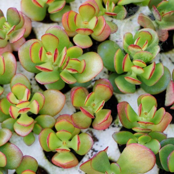 Hoa của sen đá